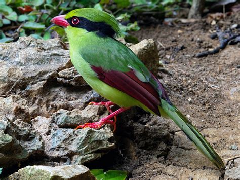 indochinese green magpie